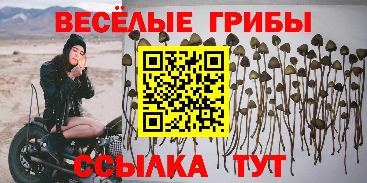 Псилоцибиновые грибы Cubensis Кизляр